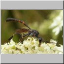 Gasteruption sp - Gichtwespe m03d 8mm.jpg